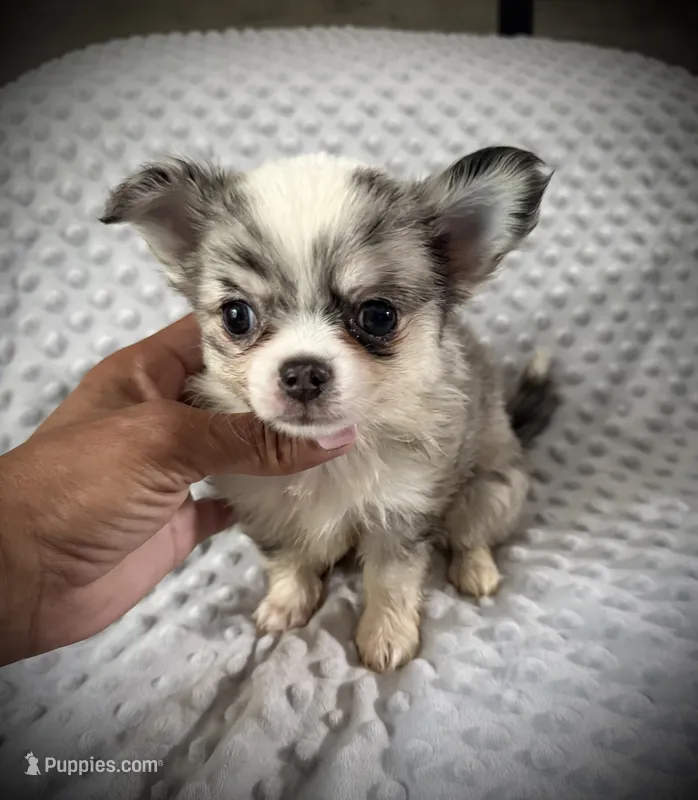 AKC Pepper – Chihuahua puppy for sale in New Jersey, NJ
