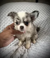 AKC Pepper, a male Chihuahua for sale in New Jersey, NJ – 1 of 6