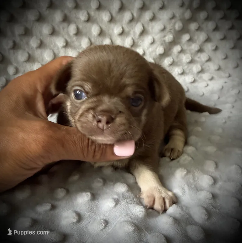 AKC Opie – Chihuahua puppy for sale in New Jersey, NJ