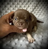AKC Opie, a male Chihuahua for sale in New Jersey, NJ – 1 of 2