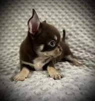 AKC Kara, a female Chihuahua for sale in New Jersey, NJ – 4 of 7