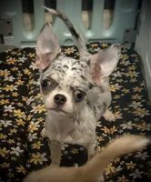 AKC Bella, a female Chihuahua for sale in New Jersey, NJ – 3 of 10