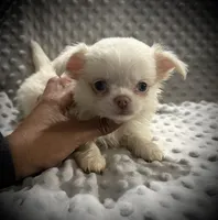 AKC Porter, a male Chihuahua for sale in New Jersey, NJ – 1 of 7