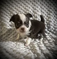 AKC Chip, a male Chihuahua for sale in New Jersey, NJ – Photo 5 of 10