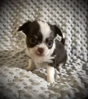 AKC Chip, a male Chihuahua for sale in New Jersey, NJ – Photo 7 of 10