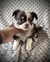 AKC Chip, a male Chihuahua for sale in New Jersey, NJ – Photo 3 of 10