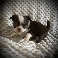 AKC Chip, a male Chihuahua for sale in New Jersey, NJ – Photo 10 of 10