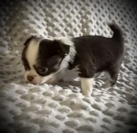 AKC Chip, a male Chihuahua for sale in New Jersey, NJ – Photo 8 of 10