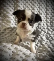 AKC Chip, a male Chihuahua for sale in New Jersey, NJ – Photo 6 of 10