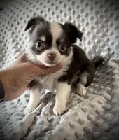 AKC Chip, a male Chihuahua for sale in New Jersey, NJ – Photo 1 of 10