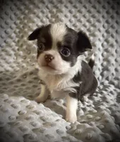 AKC Chip, a male Chihuahua for sale in New Jersey, NJ – Photo 9 of 10