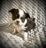 AKC Chip, a male Chihuahua for sale in New Jersey, NJ – Photo 4 of 10