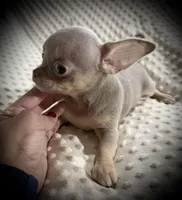 AKC Dolce, a female Chihuahua for sale in New Jersey, NJ – Photo 6 of 8