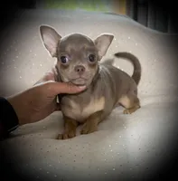 AKC Dolce, a female Chihuahua for sale in New Jersey, NJ – Photo 2 of 8