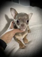 AKC Dolce, a female Chihuahua for sale in New Jersey, NJ – Photo 4 of 8