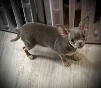 AKC Dolce, a female Chihuahua for sale in New Jersey, NJ – Photo 1 of 8