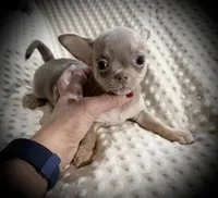 AKC Dolce, a female Chihuahua for sale in New Jersey, NJ – Photo 5 of 8