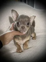 AKC Dolce, a female Chihuahua for sale in New Jersey, NJ – Photo 3 of 8