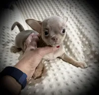 AKC Dolce, a female Chihuahua for sale in New Jersey, NJ – Photo 7 of 8