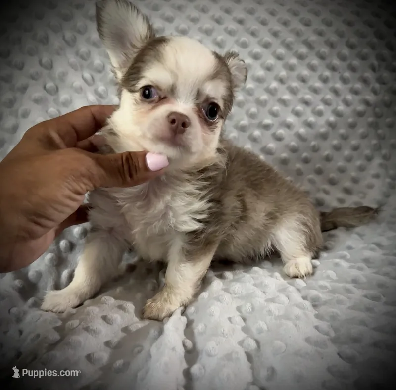 AKC Finn – Chihuahua puppy for sale in New Jersey, NJ