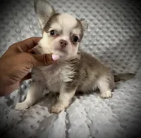 AKC Finn, a male Chihuahua for sale in New Jersey, NJ – 1 of 8