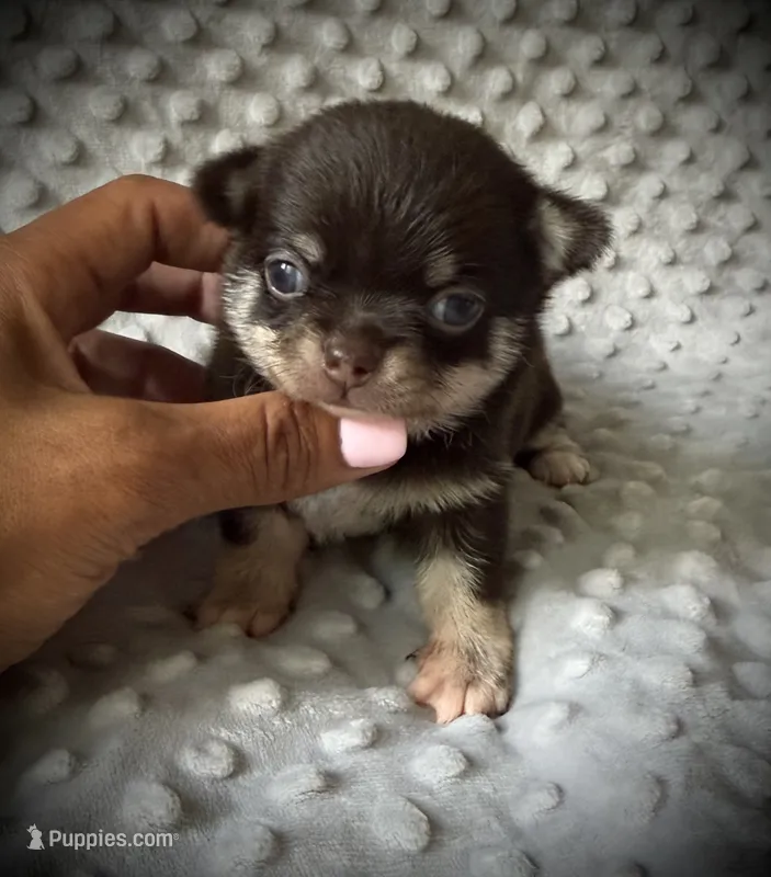 AKC Odin – Chihuahua puppy for sale in New Jersey, NJ