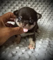 AKC Odin, a male Chihuahua for sale in New Jersey, NJ – 1 of 5