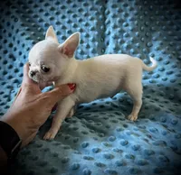 AKC Bean, a male Chihuahua for sale in New Jersey, NJ – 6 of 8