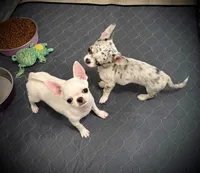 AKC Bella, a female Chihuahua for sale in New Jersey, NJ – 4 of 6