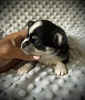 AKC Otto, a male Chihuahua for sale in New Jersey, NJ – 2 of 4