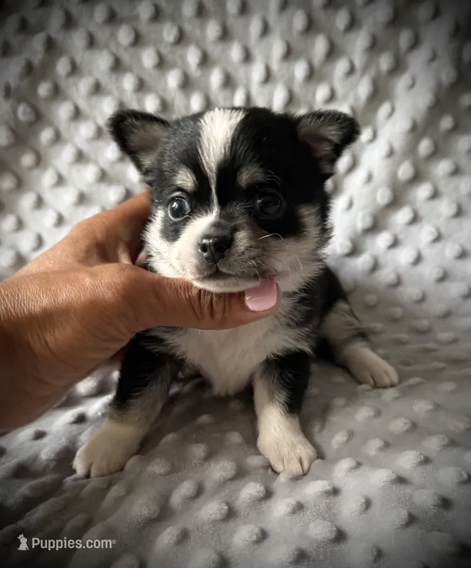 AKC Otto – Chihuahua puppy for sale in New Jersey, NJ