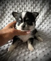 AKC Otto, a male Chihuahua for sale in New Jersey, NJ – 4 of 10