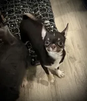 AKC Tyson , a male Chihuahua for sale in New Jersey, NJ – 2 of 10