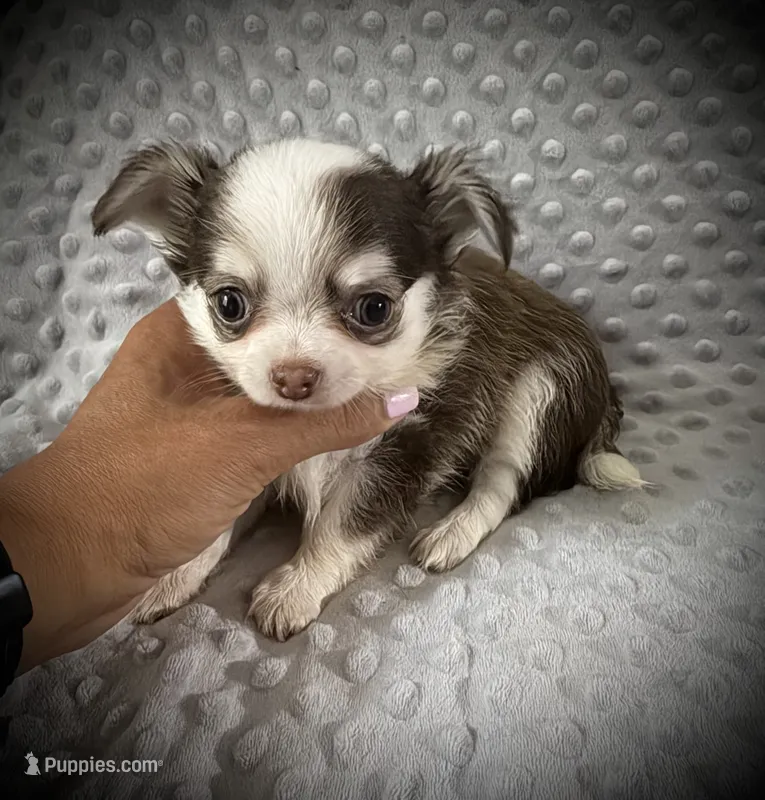 AKC Fiona – Chihuahua puppy for sale in New Jersey, NJ