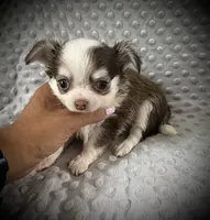 AKC Fiona, a female Chihuahua for sale in New Jersey, NJ – 1 of 7