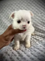 AKC Dixon , a male Chihuahua for sale in New Jersey, NJ – 4 of 4