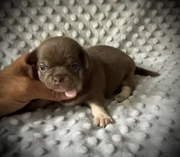 AKC Opie, a male Chihuahua for sale in New Jersey, NJ – 2 of 2