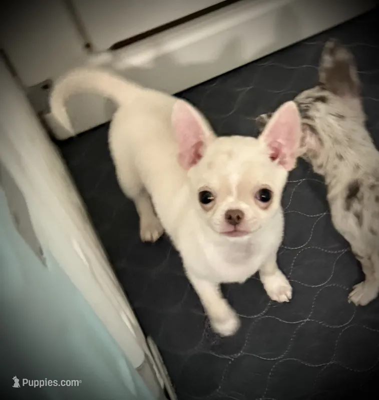 AKC Bentley – Chihuahua puppy for sale in New Jersey, NJ