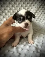 AKC Ollie, a male Chihuahua for sale in New Jersey, NJ – 3 of 4
