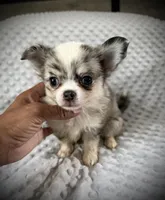AKC Pepper, a male Chihuahua for sale in New Jersey, NJ – 3 of 6