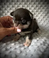 AKC Odin, a male Chihuahua for sale in New Jersey, NJ – 4 of 5