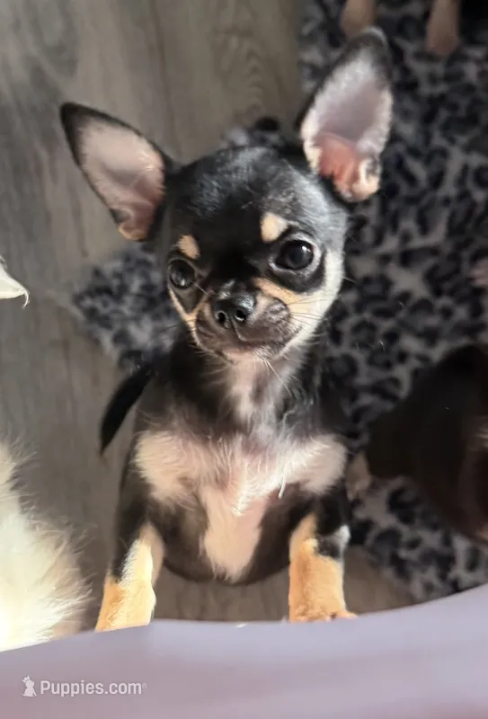 AKC Gemma – Chihuahua puppy for sale in New Jersey, NJ