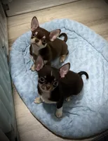 AKC Tyson , a male Chihuahua for sale in New Jersey, NJ – 3 of 8