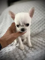 AKC Prince, a male Chihuahua for sale in New Jersey, NJ – 4 of 8