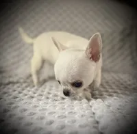 AKC Prince, a male Chihuahua for sale in New Jersey, NJ – 2 of 8