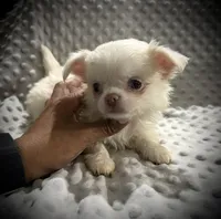AKC Porter, a male Chihuahua for sale in New Jersey, NJ – 2 of 7
