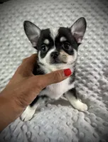 AKC Otto, a male Chihuahua for sale in New Jersey, NJ – 2 of 10