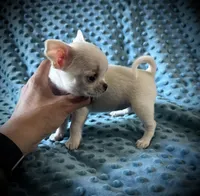 AKC Sierra, a female Chihuahua for sale in New Jersey, NJ – 3 of 5