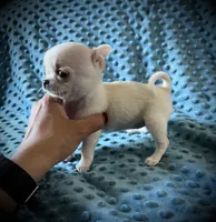 AKC Sierra, a female Chihuahua for sale in New Jersey, NJ – 2 of 5