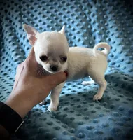 AKC Sierra, a female Chihuahua for sale in New Jersey, NJ – 4 of 5
